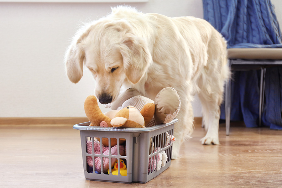 Golden retriever with his basket of toys.
